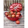 La Cocotte, 25 cm tomato Cast iron Cocotte cherry, small 10