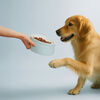 Ceramique, Pet Bowl 800 ml, ceramic, light blue, small 5